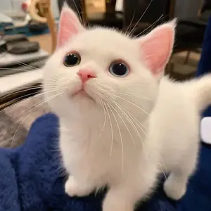 CICI好物推荐 头像