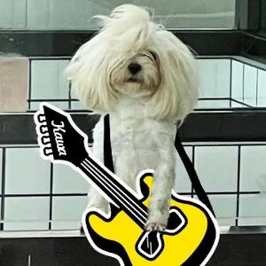 不会吉他陈二狗 头像