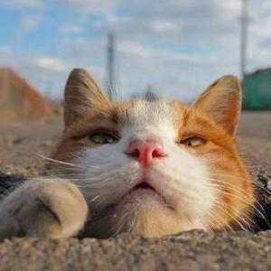 小喵的笔记 头像