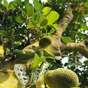 跌倒的砂糖橘 头像