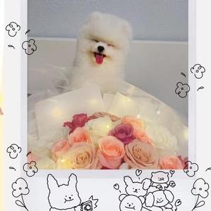 又菜又爱玩的小熊熊 头像