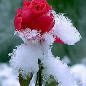 幸运风筝RQ 头像