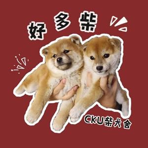 好多柴犬舍 头像
