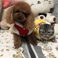 狗姐猫弟 头像