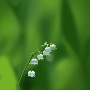 初见001 头像