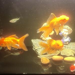 珍儿爱内娱 头像