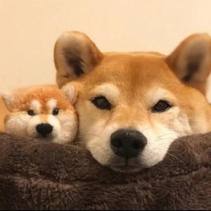 自在的萌宠馆 头像