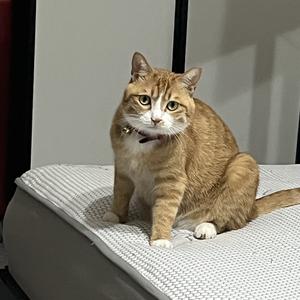 大橘猫娱乐 头像