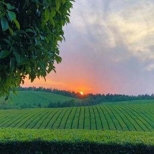 萌娃观察家 头像