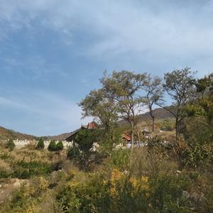 小花唠嗑儿 头像