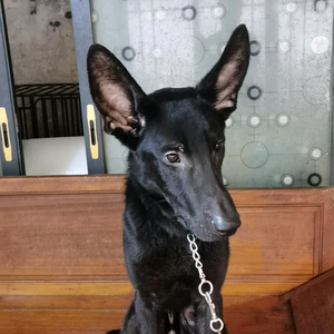 山里养狗大叔 头像