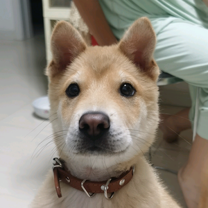 田园犬汤小弟 头像