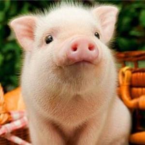 一叶知秋知否落叶知秋 头像