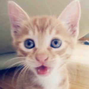 薛定谔的圆盒子 头像