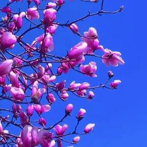 皓月居士168188 头像