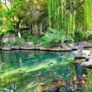 聪明的鲸鱼 头像