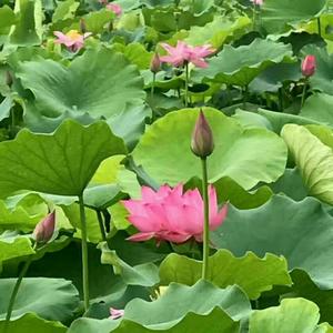 孙保平