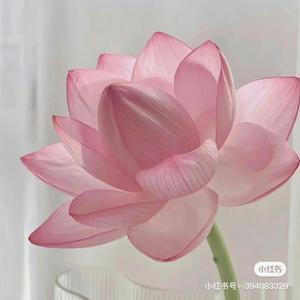 梓萌情感故事 头像