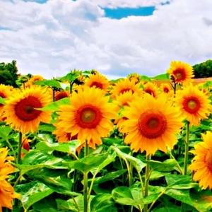 梧桐梦里是吾乡 头像