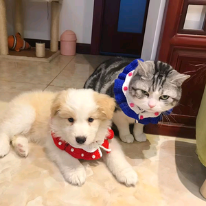 魔兽世界指南 头像