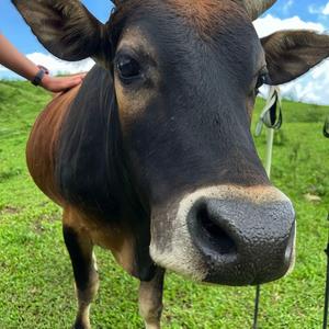 世界是一个花园 头像