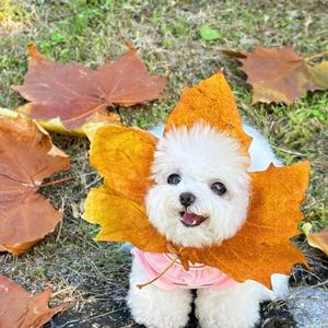 大城小孟～ 头像