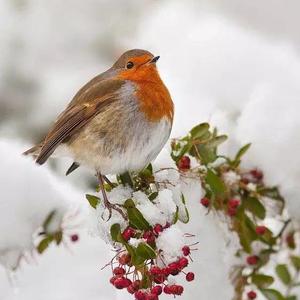 知更鸟LUCK 头像