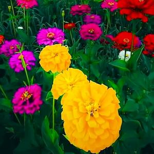 进步博乐7s 头像