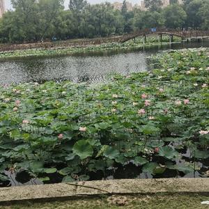 小爽配音动漫 头像