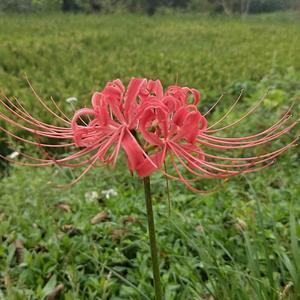 瀚海阑干的 头像